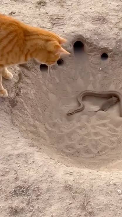 A brown cat holding a live brown snake
